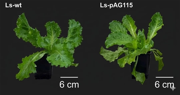 科学家首次种出带有肉味的菜:但你可能还尝不出来
