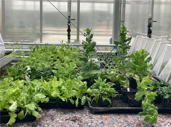 科学家首次种出带有肉味的菜:但你可能还尝不出来