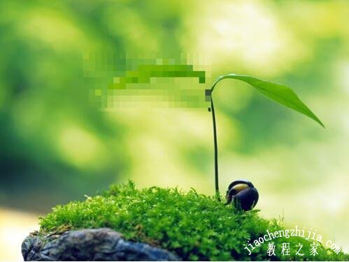 PPT图片怎么添加马赛克 PPT设置图片马赛克的方法步骤