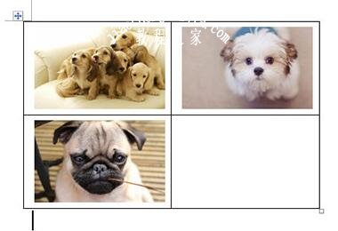 Word怎么将多张图片对齐排版 word如何把多个图片组合一起