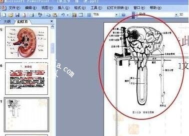 ppt怎么把图像镜像 ppt图像弄成镜像化的方法